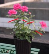 阳台系列月季的花后修剪