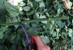 月季花的扦插方法（大棚篇）