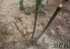 月季移栽时间