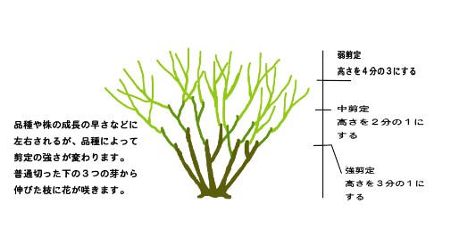 <a href='https://www.861230.com/guanhuazhiwu/44.html' target='_blank'><u>月季</u></a>花冬季的修剪方法
