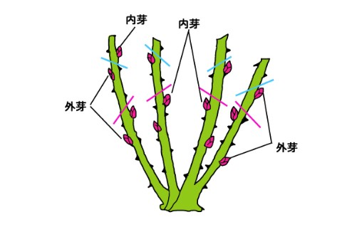 <a href='https://www.861230.com/guanhuazhiwu/44.html' target='_blank'><u>月季</u></a>花冬季的修剪方法