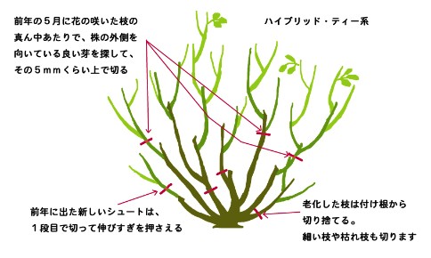 <a href='https://www.861230.com/guanhuazhiwu/44.html' target='_blank'><u>月季</u></a>花冬季的修剪方法
