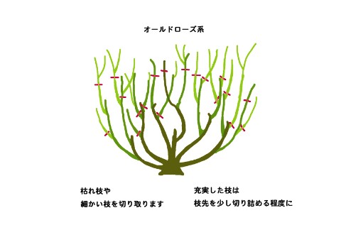 <a href='https://www.861230.com/guanhuazhiwu/44.html' target='_blank'><u>月季</u></a>花冬季的修剪方法