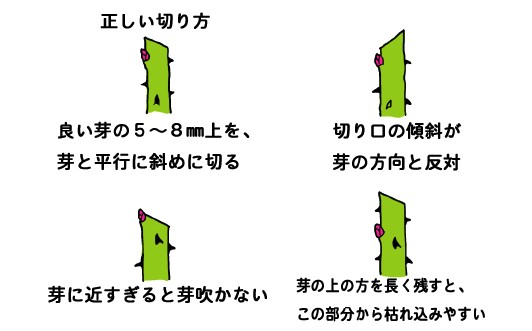 <a href='https://www.861230.com/guanhuazhiwu/44.html' target='_blank'><u>月季</u></a>花冬季的修剪方法