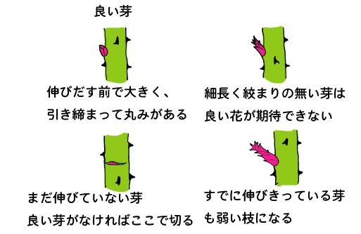 <a href='https://www.861230.com/guanhuazhiwu/44.html' target='_blank'><u>月季</u></a>花冬季的修剪方法