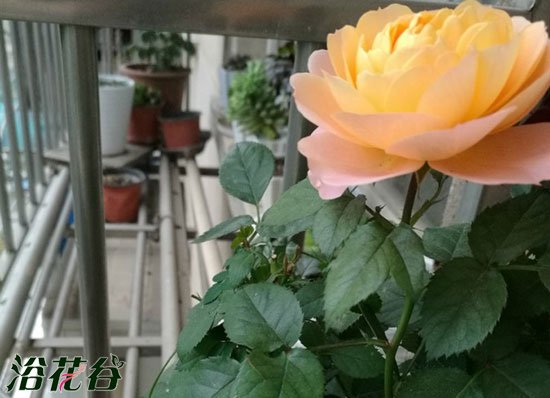<a href='https://www.861230.com/guanhuazhiwu/44.html' target='_blank'><u>月季</u></a>开花后修剪(多次修剪)