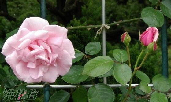 <a href='https://www.861230.com/guanhuazhiwu/44.html' target='_blank'><u>月季</u></a>藤羽衣（图）