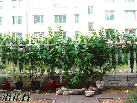 红双喜<a href='https://www.861230.com/guanhuazhiwu/44.html' target='_blank'><u>月季</u></a>是藤本吗
