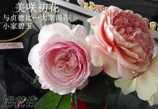 <a href='https://www.861230.com/guanhuazhiwu/44.html' target='_blank'><u>月季</u></a>追肥的个人经验