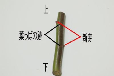 <a href='https://www.861230.com/guanhuazhiwu/44.html' target='_blank'><u>月季</u></a>嫁接技术(精细图文描述)