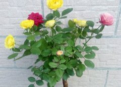 月季树嫁接（图文）