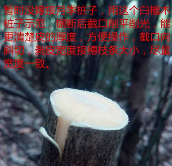 <a href='https://www.861230.com/guanhuazhiwu/44.html' target='_blank'><u>月季</u></a>树嫁接（图文）