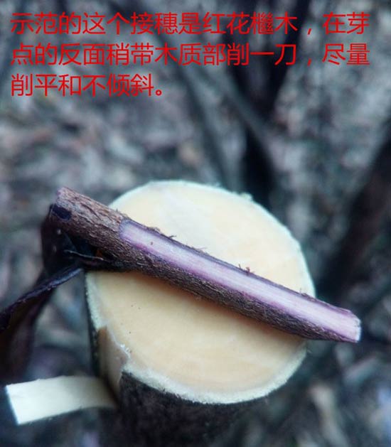 <a href='https://www.861230.com/guanhuazhiwu/44.html' target='_blank'><u>月季</u></a>树嫁接（图文）
