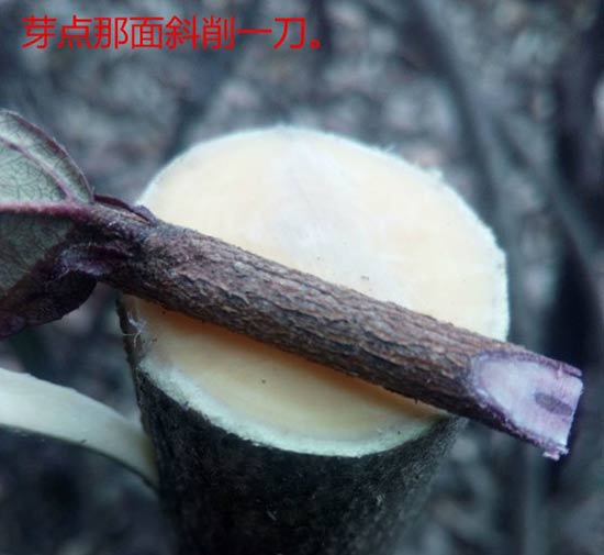 <a href='https://www.861230.com/guanhuazhiwu/44.html' target='_blank'><u>月季</u></a>树嫁接（图文）