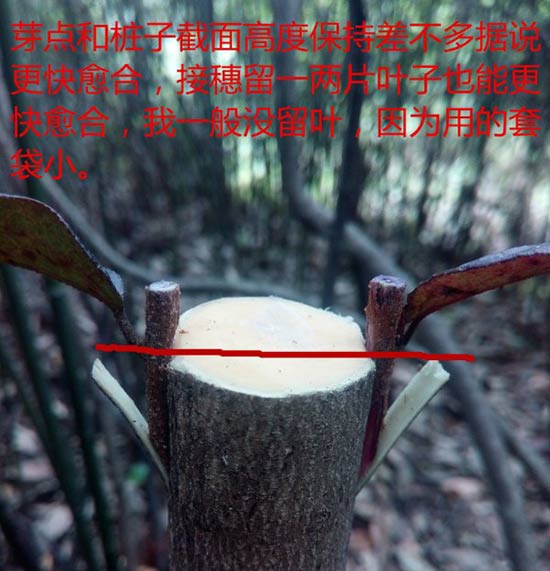 <a href='https://www.861230.com/guanhuazhiwu/44.html' target='_blank'><u>月季</u></a>树嫁接（图文）