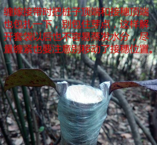 <a href='https://www.861230.com/guanhuazhiwu/44.html' target='_blank'><u>月季</u></a>树嫁接（图文）