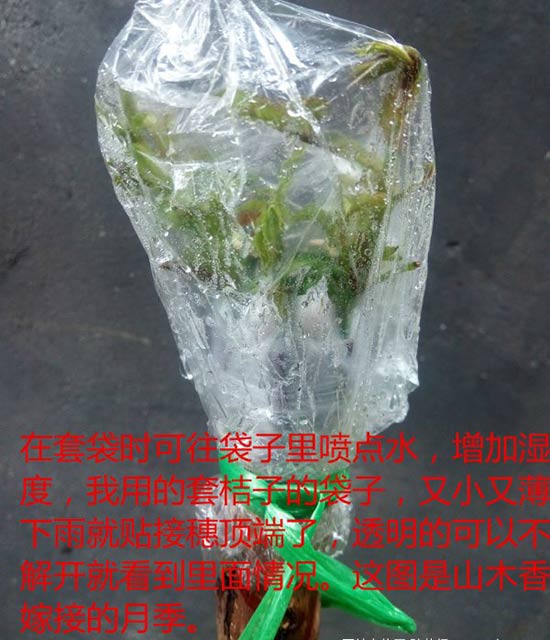 <a href='https://www.861230.com/guanhuazhiwu/44.html' target='_blank'><u>月季</u></a>树嫁接（图文）