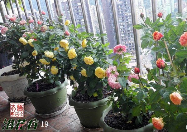盆栽<a href='https://www.861230.com/guanhuazhiwu/44.html' target='_blank'><u>月季</u></a>日常养护技术(经验篇)