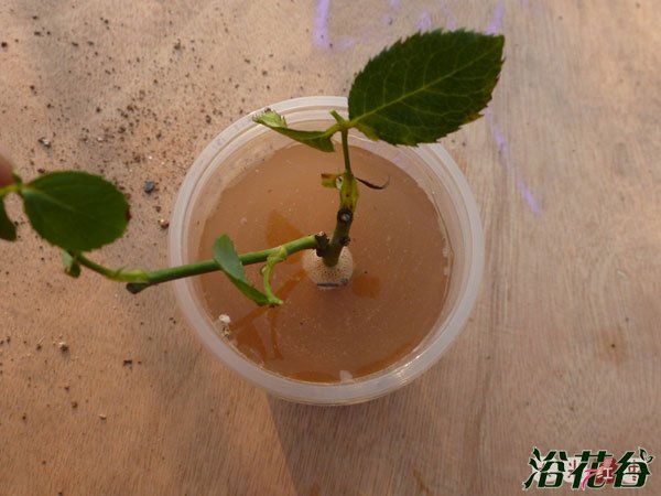 <a href='https://www.861230.com/guanhuazhiwu/44.html' target='_blank'><u>月季</u></a>花水扦插生根后上盆(图文)
