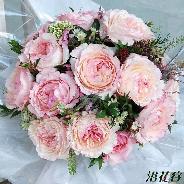 切花<a href='https://www.861230.com/guanhuazhiwu/44.html' target='_blank'><u>月季</u></a>品种—十大奥斯汀切花