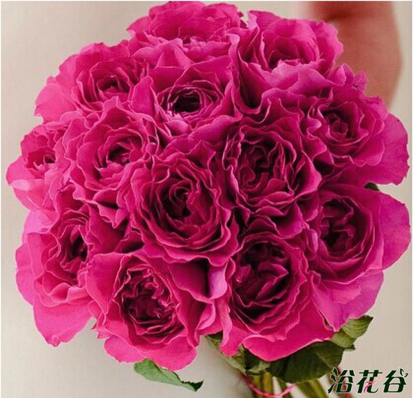 切花<a href='https://www.861230.com/guanhuazhiwu/44.html' target='_blank'><u>月季</u></a>品种—十大奥斯汀切花