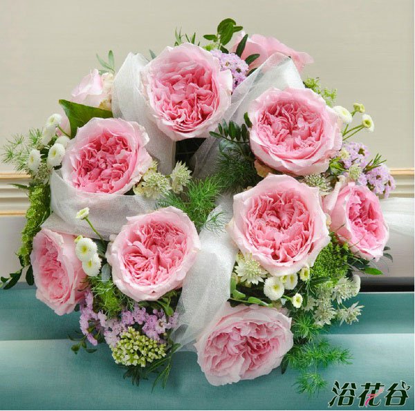 切花<a href='https://www.861230.com/guanhuazhiwu/44.html' target='_blank'><u>月季</u></a>品种—十大奥斯汀切花