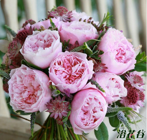 切花<a href='https://www.861230.com/guanhuazhiwu/44.html' target='_blank'><u>月季</u></a>品种—十大奥斯汀切花