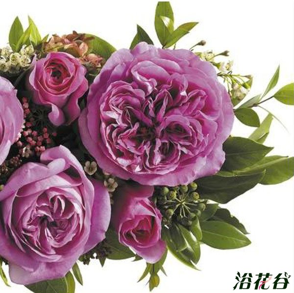 切花<a href='https://www.861230.com/guanhuazhiwu/44.html' target='_blank'><u>月季</u></a>品种—十大奥斯汀切花