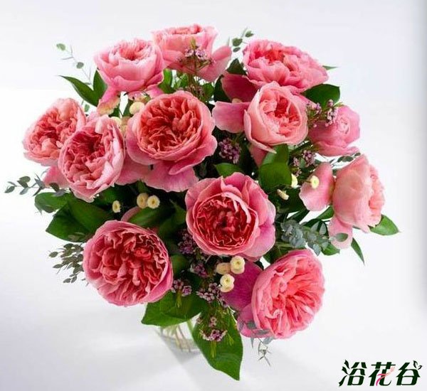 切花<a href='https://www.861230.com/guanhuazhiwu/44.html' target='_blank'><u>月季</u></a>品种—十大奥斯汀切花