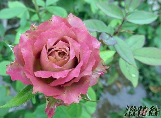 怎么判断<a href='https://www.861230.com/guanhuazhiwu/44.html' target='_blank'><u>月季</u></a>要施肥了