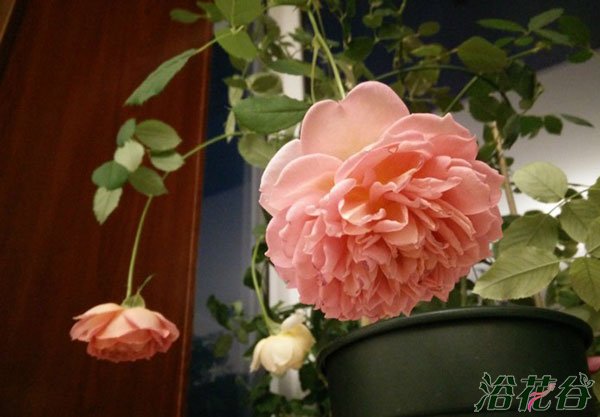 欧月和<a href='https://www.861230.com/guanhuazhiwu/44.html' target='_blank'><u>月季</u></a>花的区别