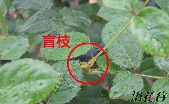 <a href='https://www.861230.com/guanhuazhiwu/44.html' target='_blank'><u>月季</u></a>盲枝的原因