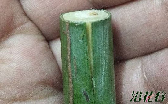 <a href='https://www.861230.com/guanhuazhiwu/44.html' target='_blank'><u>月季</u></a>棒棒糖嫁接