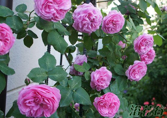 开花机器勤花<a href='https://www.861230.com/guanhuazhiwu/44.html' target='_blank'><u>月季</u></a>推荐（花友版）