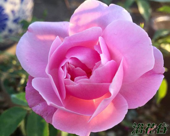 开花机器勤花<a href='https://www.861230.com/guanhuazhiwu/44.html' target='_blank'><u>月季</u></a>推荐（花友版）""