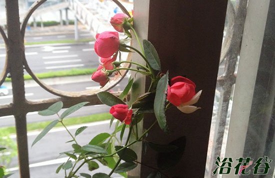 开花机器勤花<a href='https://www.861230.com/guanhuazhiwu/44.html' target='_blank'><u>月季</u></a>推荐（花友版）