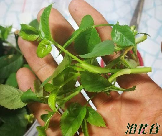 扦插<a href='https://www.861230.com/guanhuazhiwu/44.html' target='_blank'><u>月季</u></a>