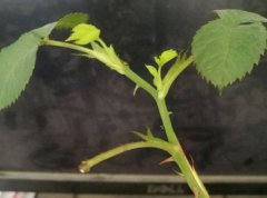 月季扦插发芽要掐掉吗|看实际情况