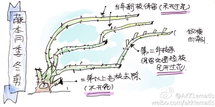 从死因找<a href='https://www.861230.com/guanhuazhiwu/44.html' target='_blank'><u>月季</u></a>种植的关键