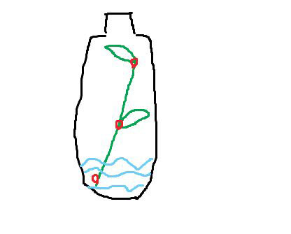 <a href='https://www.861230.com/guanhuazhiwu/44.html' target='_blank'><u>月季</u></a>花水扦插懒人版
