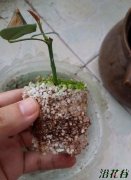 月季扦插苗假植方法