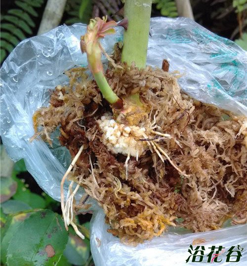 <a href='https://www.861230.com/guanhuazhiwu/44.html' target='_blank'><u>月季</u></a>高压繁殖成活百分百