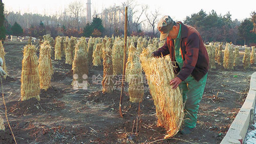 <a href='https://www.861230.com/guanhuazhiwu/44.html' target='_blank'><u>月季</u></a>过冬(辽宁花友经验)