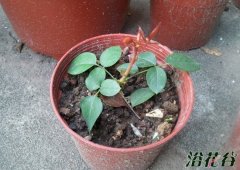 月季扦插之选择合适的枝条