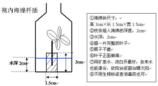 <a href='https://www.861230.com/guanhuazhiwu/44.html' target='_blank'><u>月季</u></a>扦插繁殖之瓶内海绵扦插