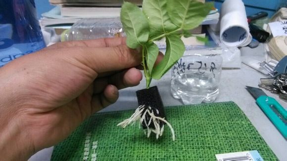 <a href='https://www.861230.com/guanhuazhiwu/44.html' target='_blank'><u>月季</u></a>扦插繁殖之瓶内海绵扦插