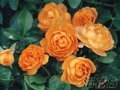 月季施什么肥(两种方案)