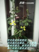 如何修剪月季(实物图解)