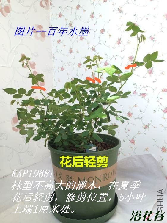 如何修剪<a href='https://www.861230.com/guanhuazhiwu/44.html' target='_blank'><u>月季</u></a>(实物图解)