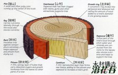 月季嫁接技术常用方法